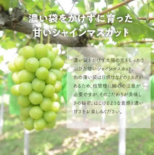 シャインマスカット 岡山県産大粒シャインマスカット1房700g～ 【KF-B060-03】