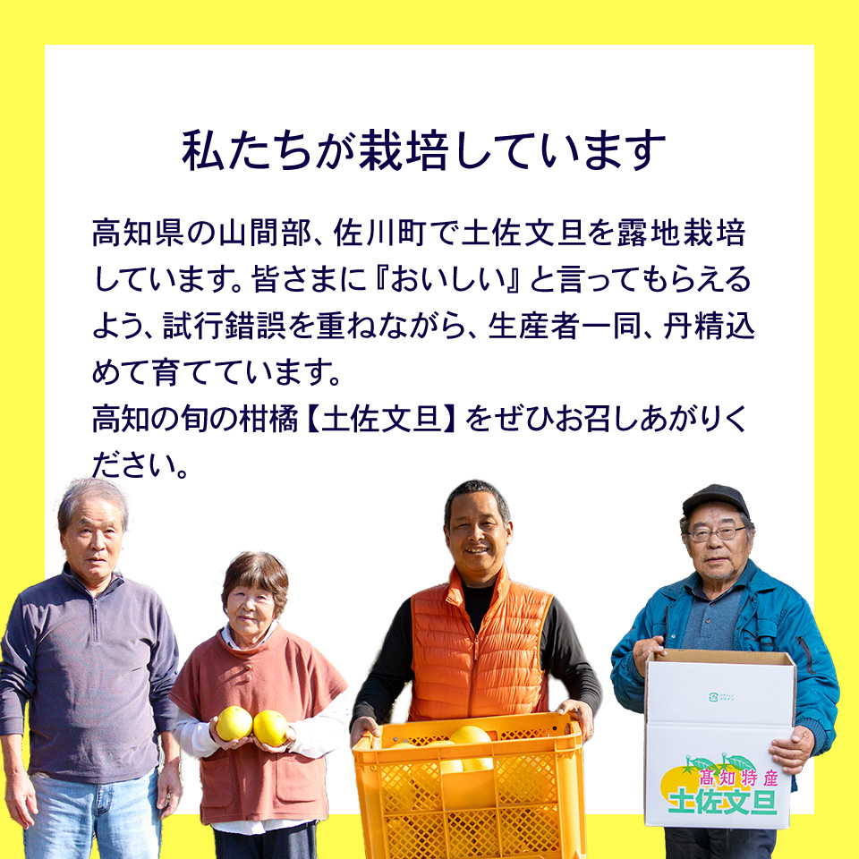 ＜2027年2月～3月ごろ発送予定＞土佐文旦 【5kg】 サイズ混合 果実 果物 柑橘 フルーツ