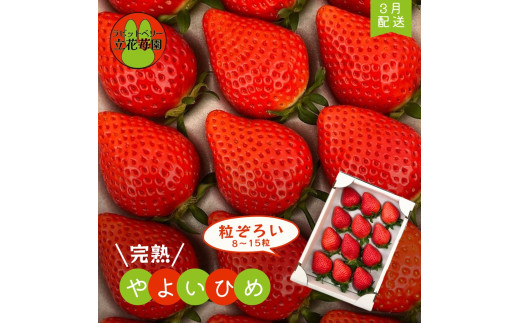 ※3月～順次発送※【粒ぞろい】立花苺園の完熟やよいひめ