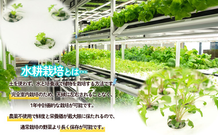【ミライファーム】水耕栽培 野菜詰合せ おまかせ5品種【障がい者支援】 FZ23-641
