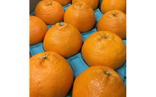 
            和歌山産 不知火［12玉～24玉］秀品［US63］
          