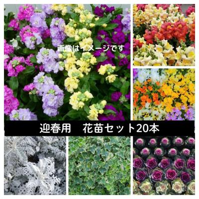 ふるさと納税 美作市 迎春用　花苗セット20ポット