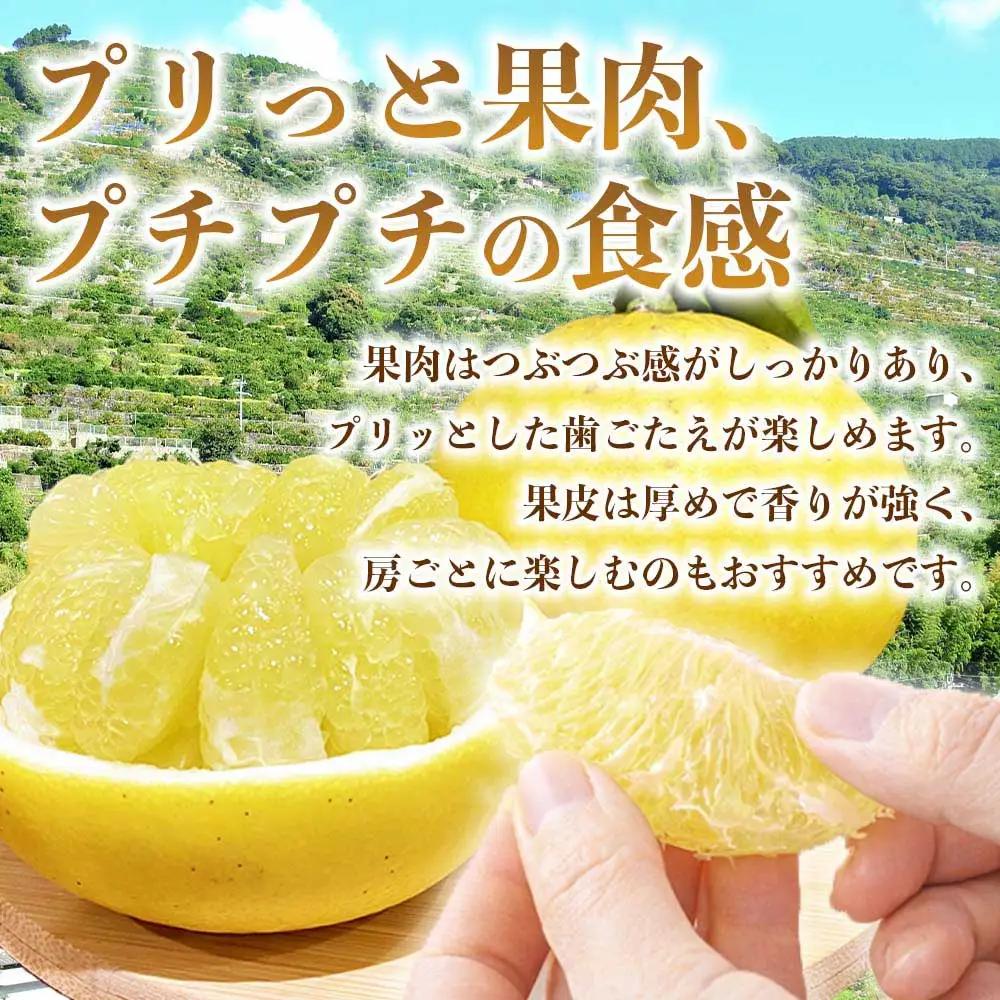 先行予約 パール柑 文旦 秀品  約5kg （6～18玉）【2027年2月上旬～2027年3月下旬発送予定】