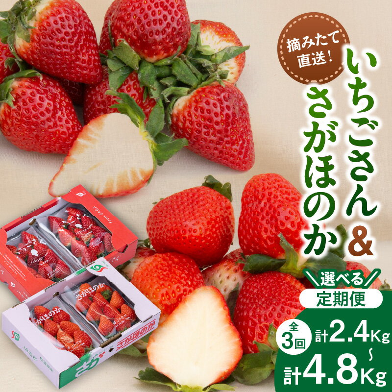【ふるさと納税】佐賀産いちご「いちごさん」＆「さがほのか」定期便【全3回】＜内容量が選べる／彩りセット・満喫セット＞ 【 果物 フルーツ 苺 先行予約 ふるさと納税 果物 】