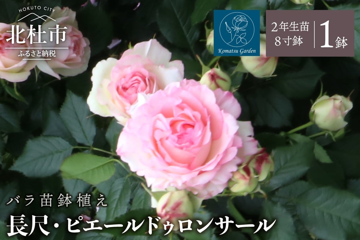 
                  バラ苗鉢植え「長尺・ピエールドゥロンサール」　バラ 苗 鉢植え 弱い返り咲き  8寸鉢 2年生苗  ガーデニング 母の日 父の日
                
