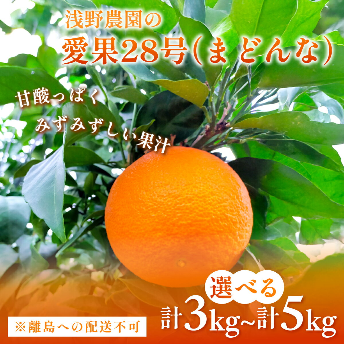 【ふるさと納税】【先行予約】【数量限定】浅野農園の愛果28号（まどんな）選べる 家庭用 3kg ～ 5kg ※離島への配送不可（2025年12月中旬～2026年1月中旬頃に順次発送予定） 【 ふるさと納税 人気 おすすめ ランキング 柑橘 みかん 愛媛県 伊方町 送料無料 】 IKTAC024