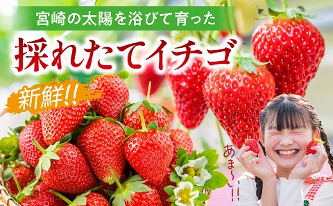 《2026年発送》【数量・期間限定】宮崎県産イチゴ 4パック_M359-004-02