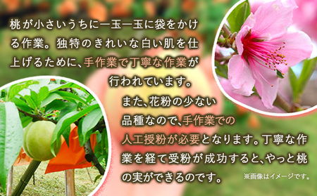 【2025年7月発送】 【先行予約】 もも 白桃 岡山 おかやま夢白桃 約2kg 5~9玉 《2025年7月中旬-8月上旬頃出荷》岡山県産 岡山の桃 ブランド桃 甘い なめらか 旬 果物 フルーツ 先