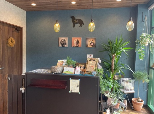 Dog Salon Tailor チケット 4000円分 / 犬 ドッグ わんちゃん ワンちゃん  トリミング ペットトリミング 