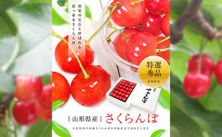 【特選】山形産 さくらんぼ 佐藤錦 500g 桐箱入  FY25-100