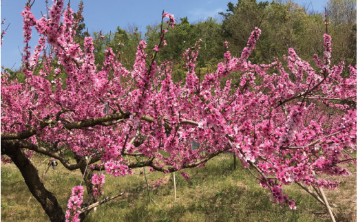 【先行予約】和歌山県産の美味しい桃 　11～15玉入り【2025年6月中旬頃から順次発送予定】 和歌山 もも モモ 桃 ギフト 贈り物 プレゼント 夏ギフト 果物 フルーツ 人気 産地直送 和歌山県 