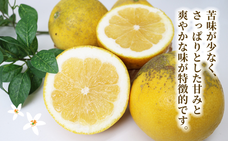 訳あり 河内晩柑 約 8kg 木田柑橘農園 晩柑 かわちばんかん 和製 グレープフルーツ 訳アリ 訳あり品 愛媛みかん 愛媛蜜柑 愛媛県産みかん 蜜柑 みかん mikan 爽やか さっぱり フレッシュ