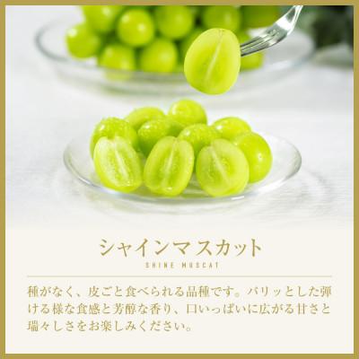 ふるさと納税 甲州市 【発送月固定定期便】【夏冬の2回発送】甲州市産シャインマスカット定期便 約1.0kg全2回 |  | 02