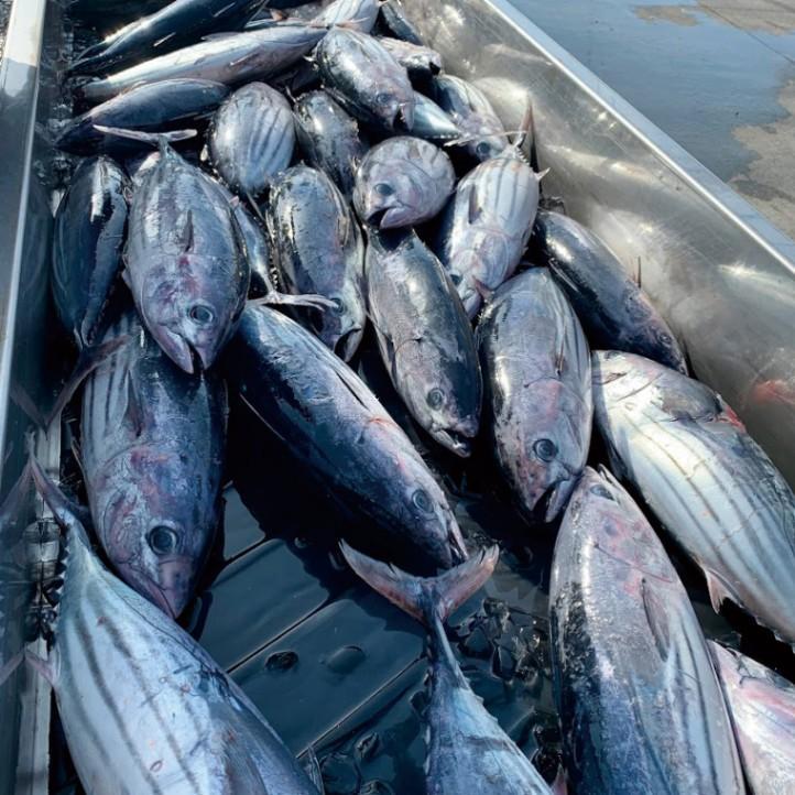 常磐もの かつおメンチ 16個 ｜ さかな メンチ お弁当 レンチン ｜ 福島県 いわき市 大川魚店 CK005