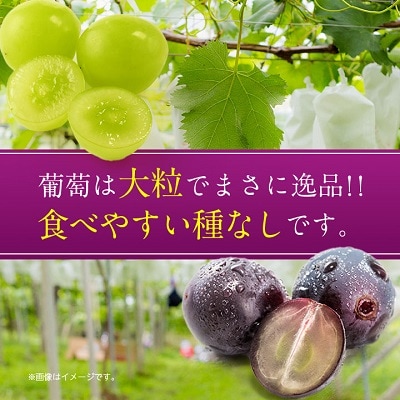 シャインマスカット 巨峰 各2房 旬の葡萄セット2kg (種なし)【配送不可地域：離島】