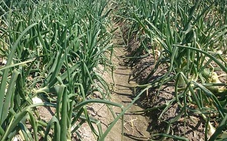 淡路島産玉ねぎ 5kg　◆配送令和8年5月中旬～