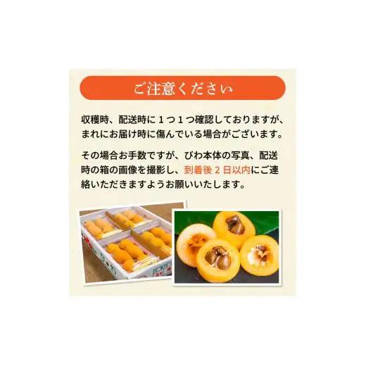 【 期間限定 】びわ 6 ~8個 4 パック 約 1.2kg びわ びわ びわ びわ YN007-2x