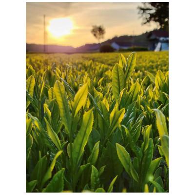 ふるさと納税 城里町 ふるうち和紅茶詰め合わせセット |  | 02