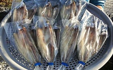 田渕水産 カマス 干物 7枚程度 うす塩