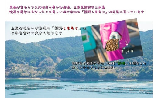 【配送日指定可】 アジ 新姫熊野しまあじ 1匹 下処理済み【冷蔵】あじ シマアジ 鯵 刺身 お刺身 さしみ 真空 海鮮 魚介 鮮魚 寿司 お寿司 しゃぶしゃぶ あじフライ アジフライ 水谷水産 三重県