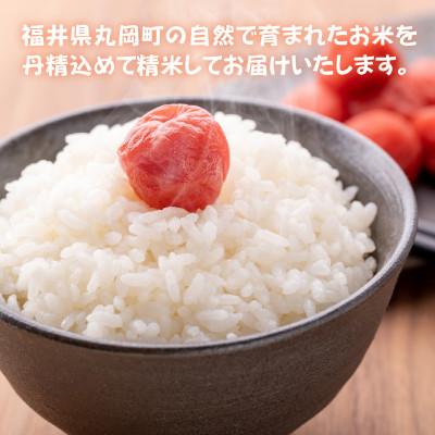 ふるさと納税 坂井市 おおかわさんちの華越前 10kg [B-10803] |  | 01