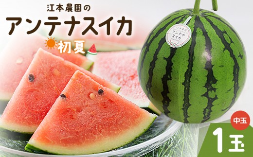
                  スイカ 5月発送 4月発送 江本農園の初夏のアンテナスイカ1玉 数量限定 のし 熨斗 高知県産 果物 くだもの フルーツ すいか 西瓜 スイカ 糖 完熟 甘い みずみずしい 瑞々しい ハウス栽培 ジューシー 果汁 果実 贈り物 贈答 プレゼント ギフト お祝い スイカ 5月発送 em-0033
                