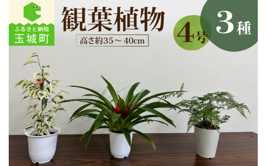 
観葉植物3種プラ鉢セット
