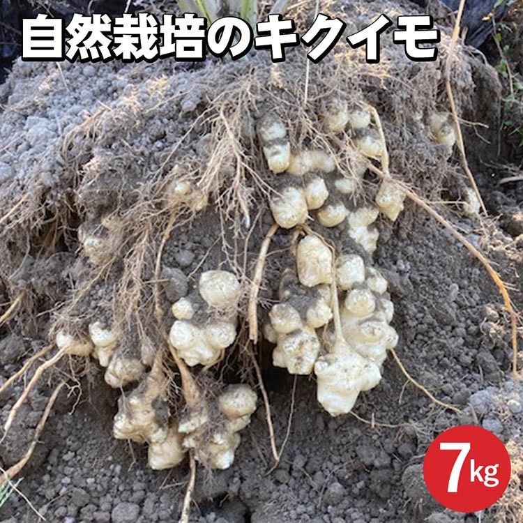 【期間限定】自然栽培のキクイモ 7kg 京都 亀岡産 かたもとオーガニックファームよりお届け《菊芋 野菜 産地直送 国産 健康 食品 ダイエット 芋》 ※離島への配送不可