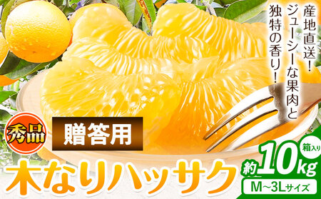 八朔 贈答用 ハッサク 約10kg