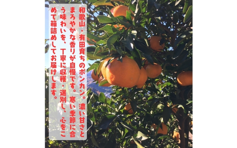 【先行予約】極甘 柑橘有田育ちの 濃厚 ポンカン（家庭用）約3kg+200g(傷み補償分)　※2027年1月上旬～3月上旬に順次発送 ※着日指定不可【ard155D】