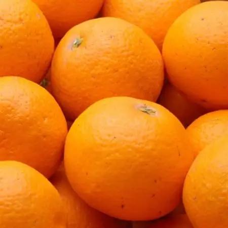 厳選 清見2.5kg+250g(傷み補償分)【光センサー選果】【樹上完熟きよみオレンジ】【配送不可地域：離島・北海道・沖縄県】【1649743】