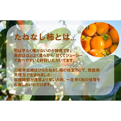 【R8年10月以降発送】刀根早生柿発祥の地より「たねなし柿」L～2L(32～36玉)【秀品】【配送不可地域：離島】 秀品