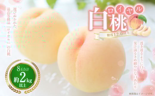 白桃 8玉（2kg以上） 等級：ロイヤル 化粧箱入り 【2026年7月上旬～8月上旬迄発送予定】 桃 モモ もも 果物 くだもの フルーツ 冷蔵 国産