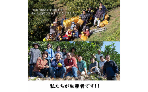 生産者直送　土佐文旦3.0kg[2L～4L]家庭用 【2026年1月下旬より発送】 家庭用 文旦 柑橘 みかん フルーツ  果物  産地直送 お取り寄せ 人気  美味しい 名産  高知県 高知