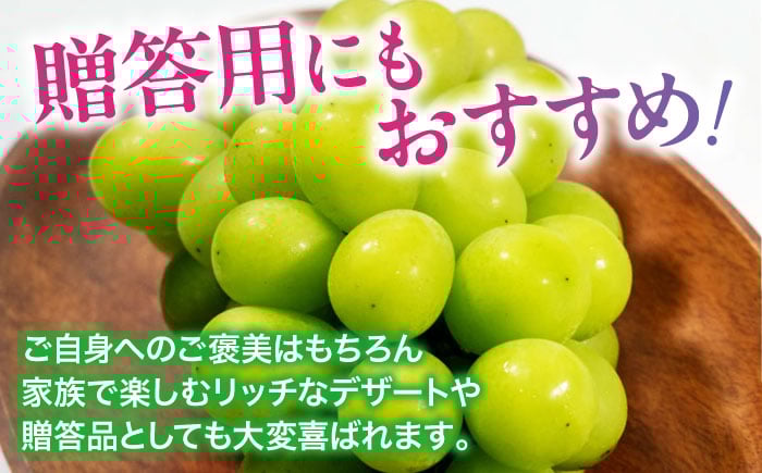 果物 くだもの フルーツ 季節 葡萄 ぶどう ブドウ グレープ 瀬戸ジャイアンツ 新鮮 朝採り 朝採れ 種無し ギフト 贈答