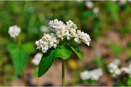 MS-53　玄そばを石臼で挽いた大山そば（半生麺）