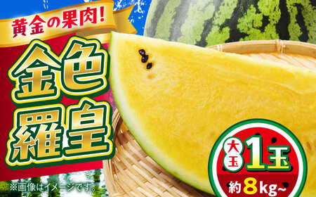 【2026年 先行予約】【数量限定】すいか 金色羅皇 1玉入り 約8kg以上 黄色い スイカ 甘い【日本フルーツ株式会社】[AYDA008]