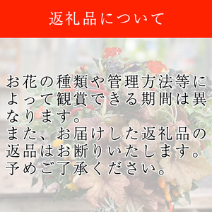 東北最大級のガーデニング専門店 厳選 『季節の寄せ植え』 4種類 ～ 6種類 【花工房らら倶楽部】 花 生花 フラワー 植物 観葉植物 寄せ植え 季節 鉢植え 鉢 ポット ガーデニング 庭 玄関 ベラ
