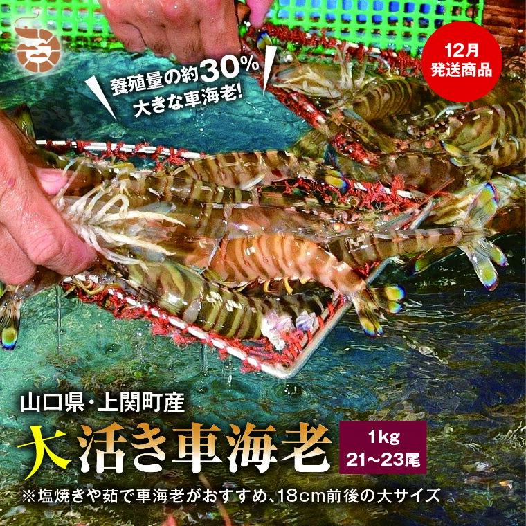 【ふるさと納税】〈12月発送・年内発送〉C-15　大活き車えび（約1,000g）