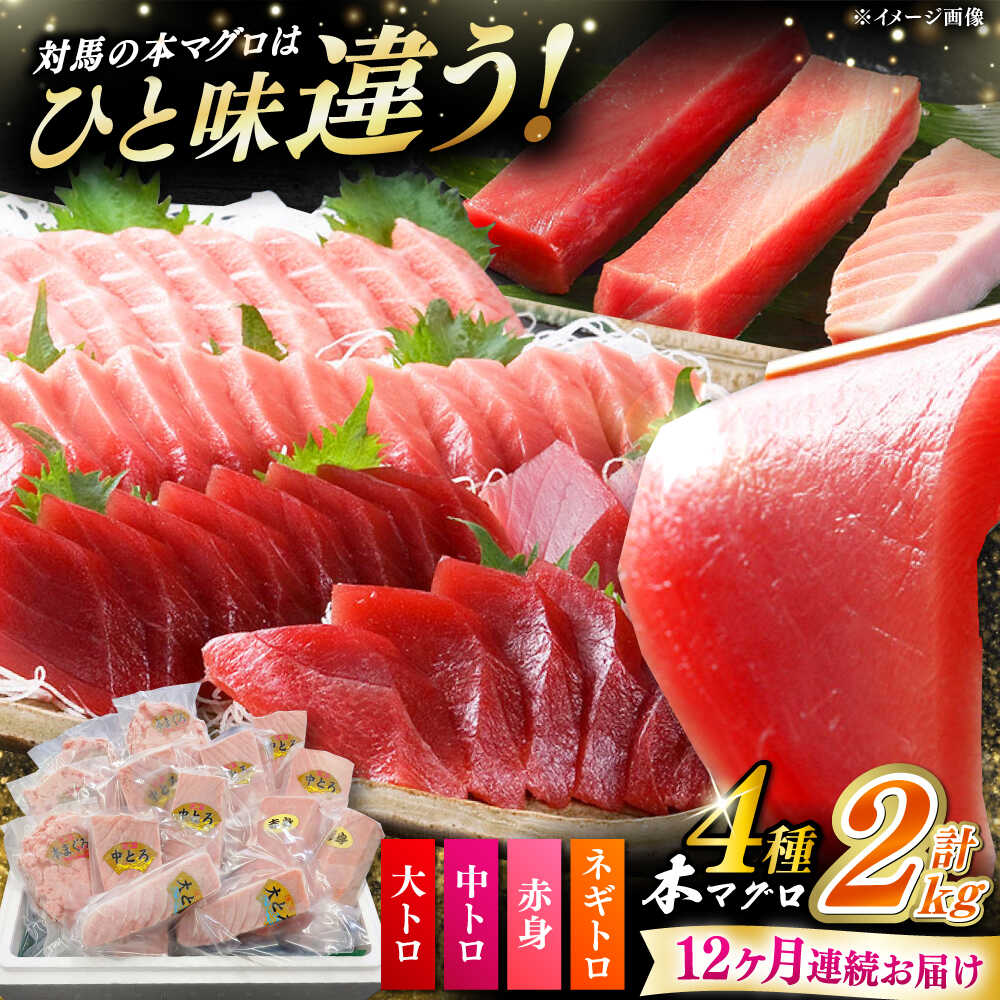 【ふるさと納税】【全12回定期便】 対馬産 本マグロ 4種 計2kg（赤身/中トロ/大トロ/ネギトロ）《対馬市》【対海】 冷凍配送 大容量 新鮮 海鮮丼 手巻き寿司[WAH036]