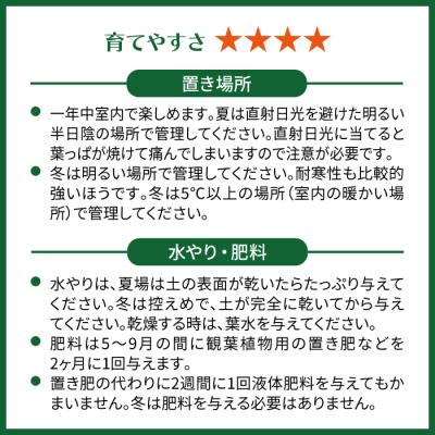 ふるさと納税 糸島市 濃緑と赤紫のコントラストが美しい　シンゴニウム・チョコレート 糸島市 [AWB039] |  | 03