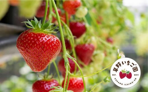 訳あり　いわき市産いちご　草野いちご園のいちごの詰め合わせ1kg（250g×4P）（中身はお任せ） | 苺 イチゴ ストロベリー strawberry 青果 生果 果物 くだもの フルーツ 旬 産地直