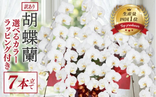 【訳あり】 指定日配達 胡蝶蘭 7本立て 白 花 はな お花 日付指定 記念日 お祝い プレゼント ギフト 贈答 贈り物 選べる カラー ラッピング 鉢花 鉢植え 洋蘭 洋ラン 冠婚葬祭 蘭 らん 新築祝い 豪華 華 華やか はなやか 敬老 誕生日 人気 ランキング おいわい 開店祝い 開業祝い こちょうらん きねんび 四国 生産数 一位 1位 いちい ふるさと納税 大輪 たいりん 産地直送