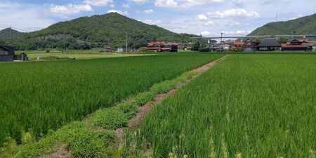 東広島市産米 令和7年産 コシヒカリ 10kg