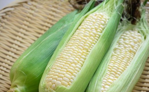 北海道壮瞥町 2回 定期便 8月上旬・8月下旬朝採り！産地直送 北海道壮瞥町産 とうもろこし黄・白 食べ比べ SBTP011