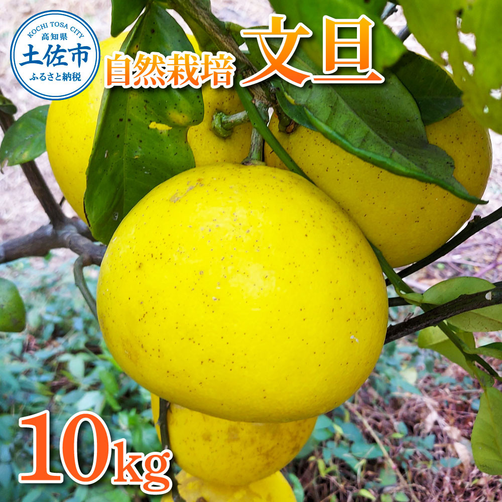 
                  自然栽培文旦（L～3Lサイズ）約10kg 文旦 ぶんたん 土佐 柑橘 高知県産 フルーツ お取り寄せ 高知県 土佐市【有限会社 四万十くじら】[BQBR012]
                