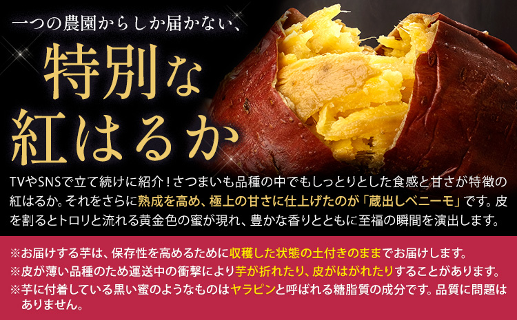 さつまいも 芋 熊本 県 大津 町産 なかせ農園 蔵出しベニーモ 選べる 約 1.5kg (大中小サイズ不揃い)《10月末-12月末頃出荷予定》 さつま いも さつま芋 芋 紅 はるか スイート ポテ