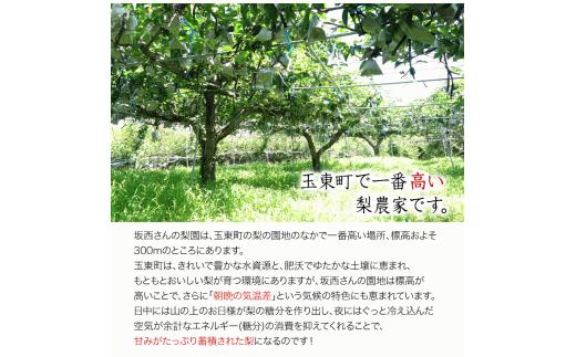 『坂西果樹園』の豊水梨 たっぷり約5kg(8-15玉前後)こだわり抜かれた栽培方法！8月上旬-9月上旬頃出荷  なし 豊水  ---sg_csknasi_ad8_25_14000_5kg---