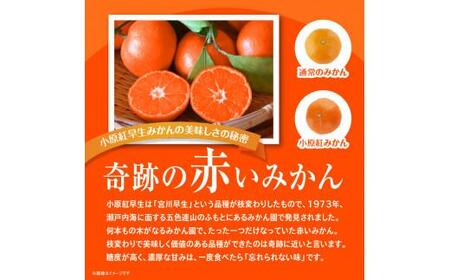 みかん 小原紅早生みかん 大玉 果物 フルーツ【訳あり】ご家庭用小原紅早生みかん(大玉)　約5kg【2024年11月中旬～2025年1月中旬配送】【T006-270】