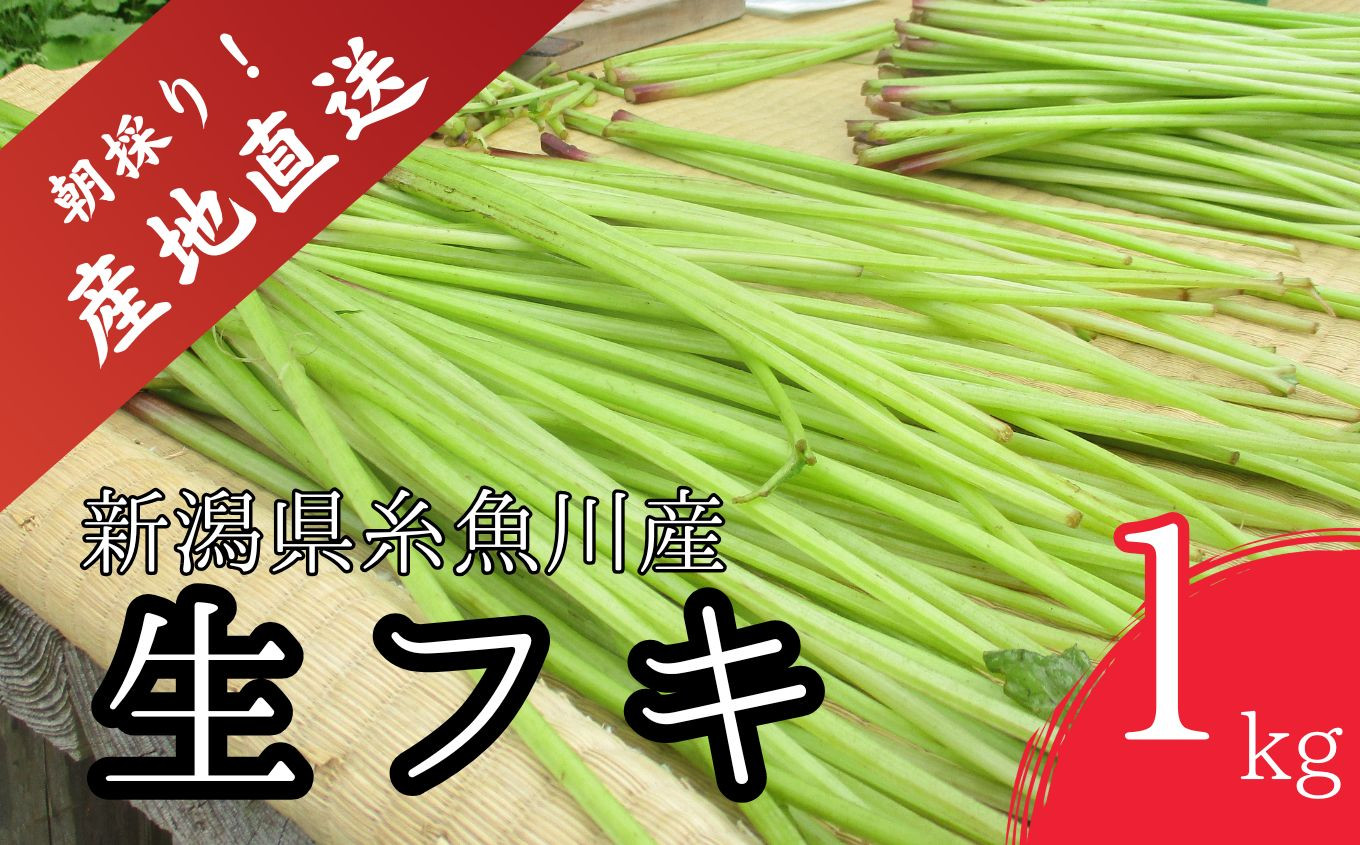 
            【令和7年産先行予約】5月中旬以降順次発送 旬の山菜 ふき 1kg【朝採れ 産地直送 新潟県 糸魚川市 山菜 フキ 野菜 能生谷 おおかやば山菜園 期間限定】
          